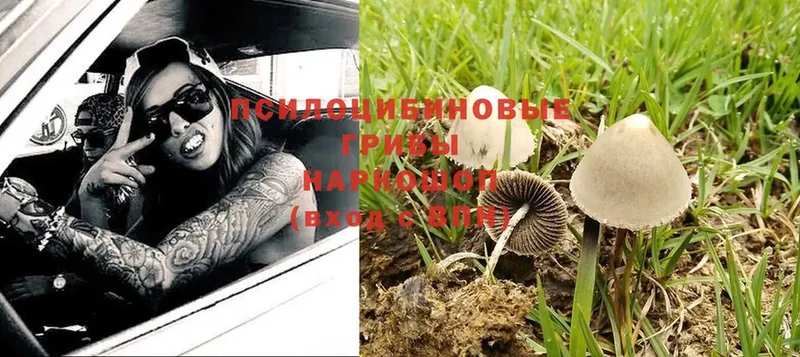 Псилоцибиновые грибы Psilocybine cubensis Бахчисарай